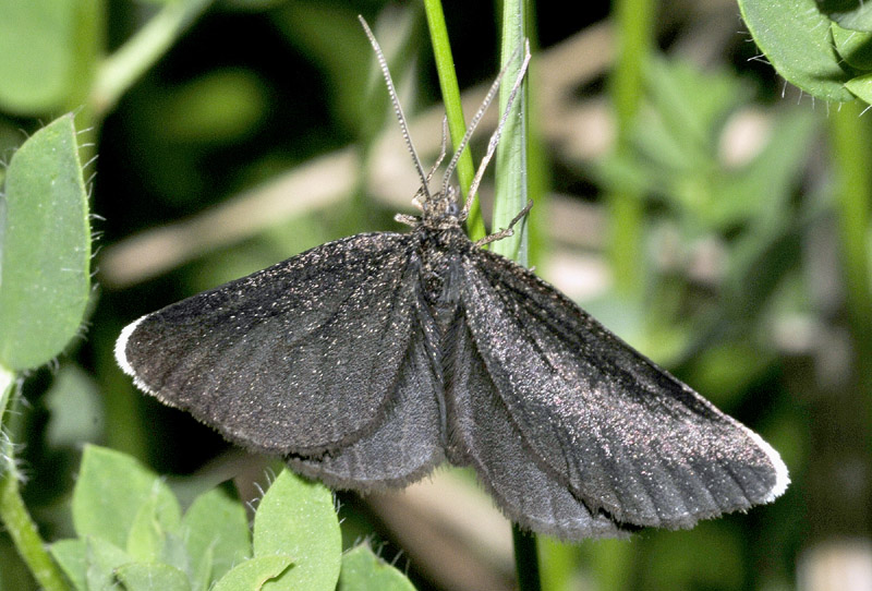 Alcune specie dall''alta Val di Susa